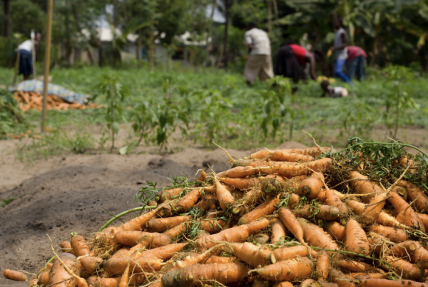 Photograph of carrots from the Cuyuma Valley farms from Flickr 